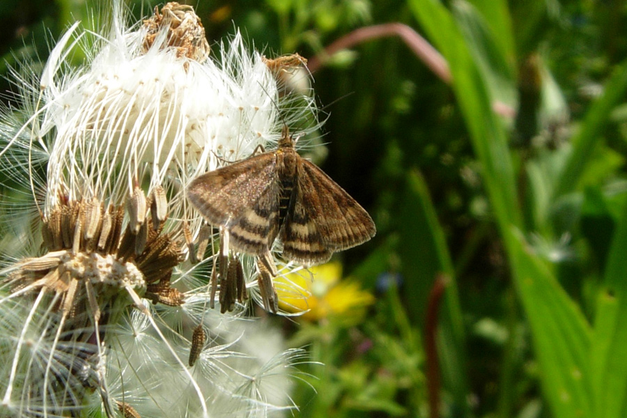 Geometridae s, no, forse.....